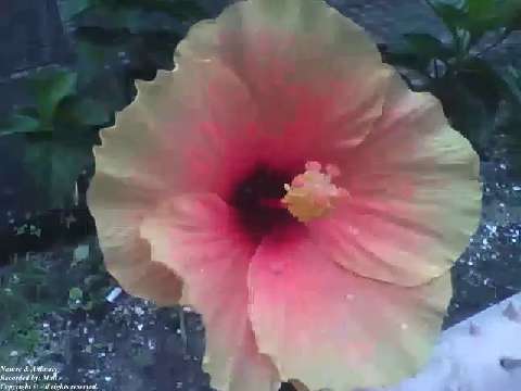 Hibiscus flower is very charming, yellow and a touch of pink [Nature & Animals]