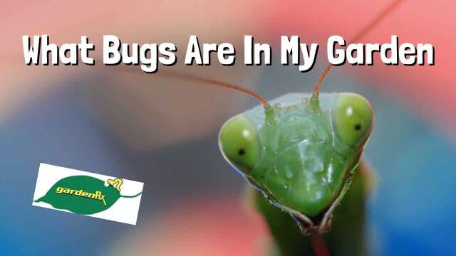 What Bugs are in my Garden