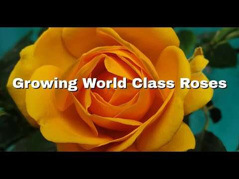 How to Grow World Class Roses