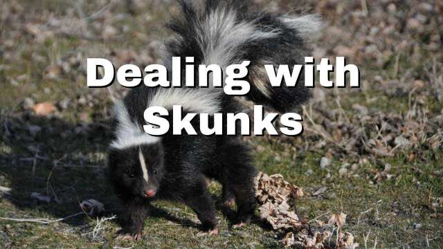 Dealing with Skunks