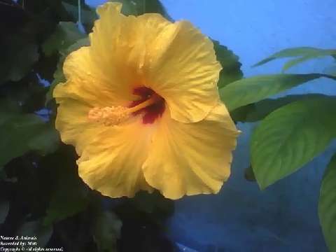 Yellow hibiscus flower, shows all its beauty in a small garden [Nature & Animals]