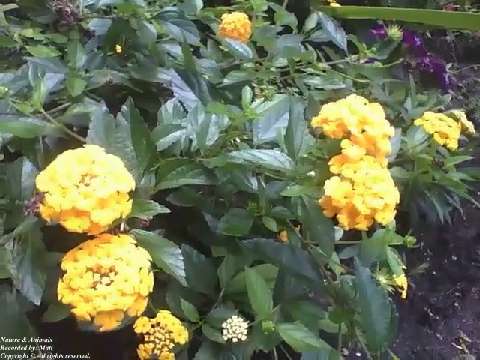 Lantana camara is filmed in a small garden, beautiful flowers! [Nature & Animals]