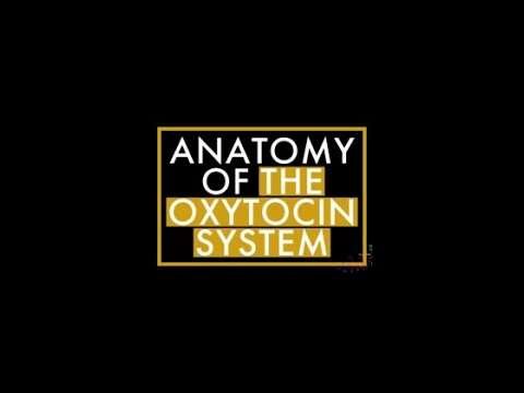 Anatomy of the oxytocin system