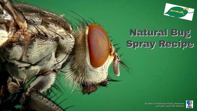 Natural Bug Spray Recipe