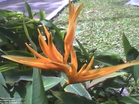 Orange parrot heliconia plant in the park, different and very beautiful! [Nature & Animals]
