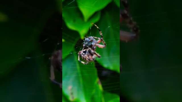 Orb Weaving Spider Eating a Cricket