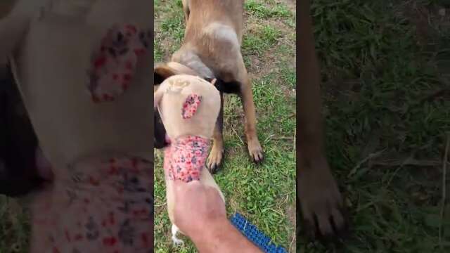 THOR ÉDUCATION MALINOIS lâche et chope