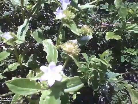 Beautiful little flowers on the sand near the beach [Nature & Animals]