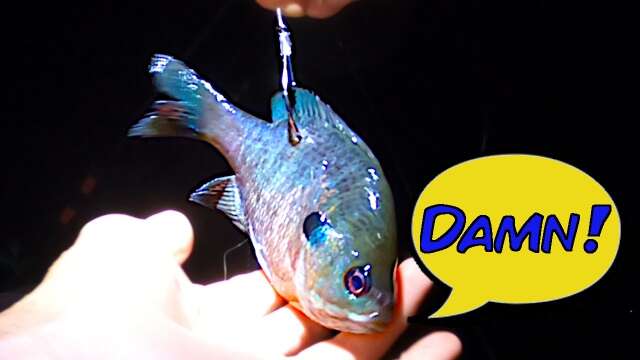 Night Bank Fishing For Flathead Catfish With Live Bait At Bull Shoals Lake