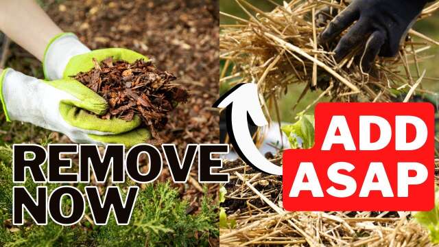 Why You Should Remove THIS Mulch In The Fall!