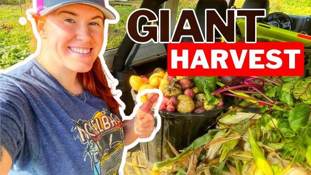 This Years Garden Harvest Haul! How I Preserve ALL This Food