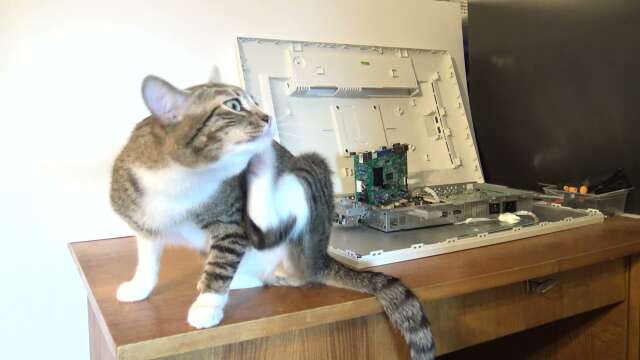 Cat Is Bored of Technology