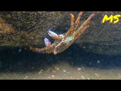 What lives in Australian rock-pools!? ep16