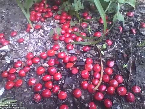 Lots of adenanthera pavonina red seeds on the ground, it looks exotic! [Nature & Animals]