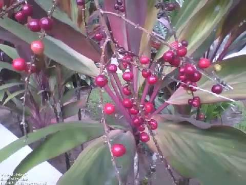 Cordyline fruticosa plant with red berries in the park, it's beautiful! [Nature & Animals]