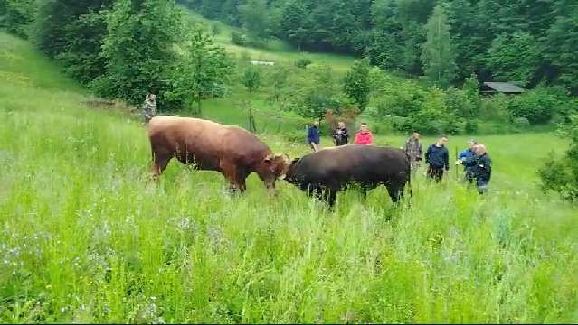 Cvićo vl.Mujo Muratović vs Medonja vl.Amir Haseljić