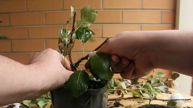 Creating a newbie friendly bonsai