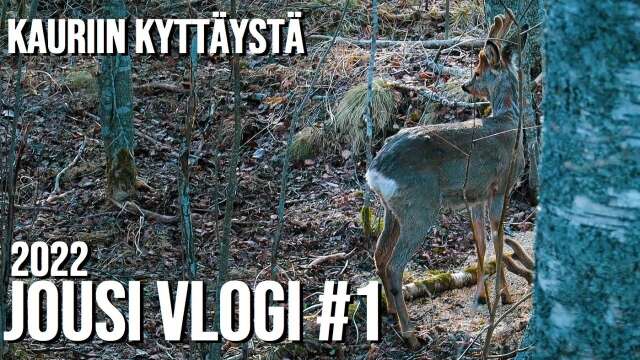 JOUSI VLOG 2022 JÄNISTEN TARKKAILUA JA KAURIIN KYTTÄYSTÄ #jousimetsästys #kevätpukki