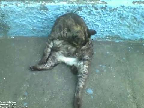 Cat relaxes and takes a bath on the sidewalk on a beautiful afternoon [Nature & Animals]