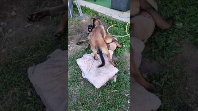THOR vs LOKI