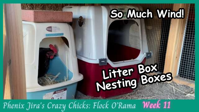 Using Cat Litter Boxes as Chicken Nesting Boxes