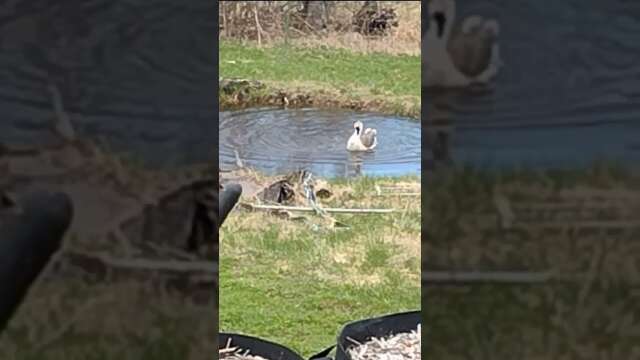 My Geese swimming in my pond