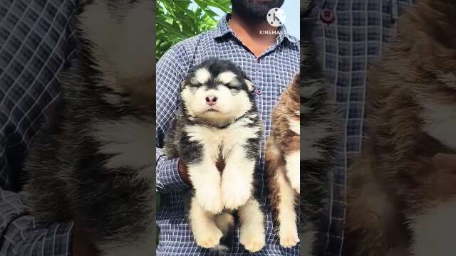 alaskan malamute#alaska #alaskanmalamute #ternding #dog#doglover #puppies #youtubeshorts#puppy  🐯🐯🐯