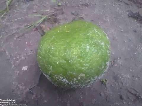 Orange falls off from the tree in the sand after a rainy night, the ground is still damp in the morn