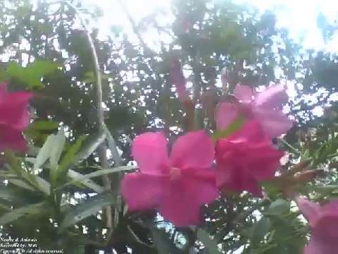 Azalea flowers recorded in the morning, they are very beautiful!  [Nature & Animals]