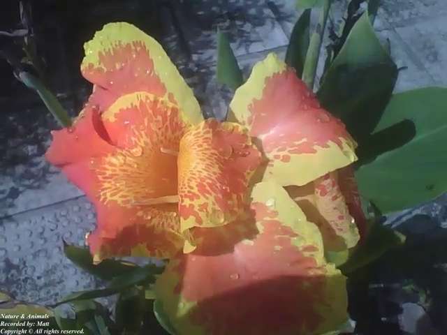 Beautiful canna indica flower, red and yellow, with bees and raindrops [Nature & Animals]