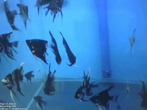 Beautiful black and white freshwater angelfish, swimming around of the aquarium store [Nature & Anim