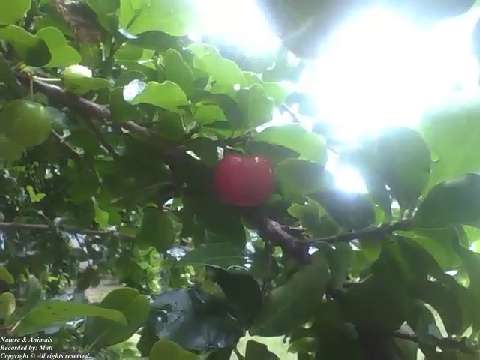 Barbados cherry with fruits, the leaves are wet due to rain, but the sun is there [Nature & Animals]