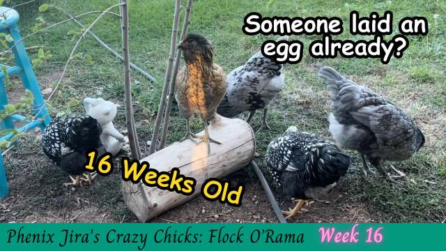 Chicken Lays an Egg at 16 Weeks