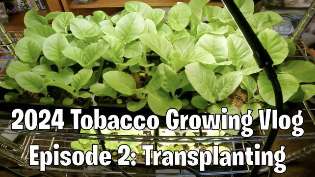 Tobacco Growing Vlog 2024 #2 - Transplanting