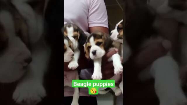 So cute puppies 🐱🐱🐱🐱🐱😍😍😍 BEAGLE #dog #youtube #viral #puppy #puppies #beagle#beaglepuppy #beagles 😍😍
