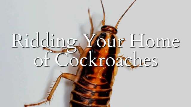 Ridding Your Home of Cockroaches