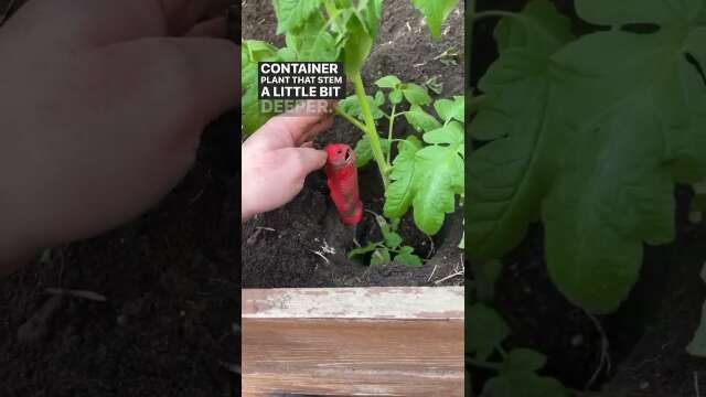 Planting Tomato Plants Sideways #tomatogarden #garden #tomatoplants