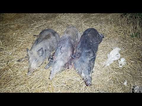 Three Hogs Among The Cattle