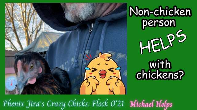 Hysterical - Non-Chicken Person Helps with Chickens