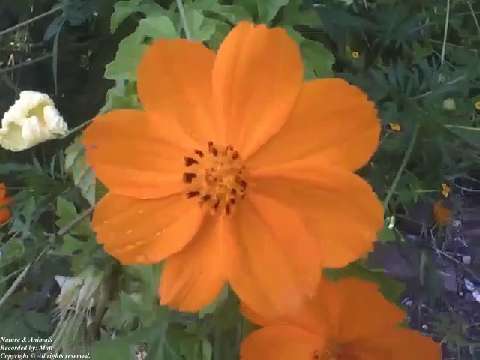 Very pretty orange Cosmos flower [Nature & Animals]