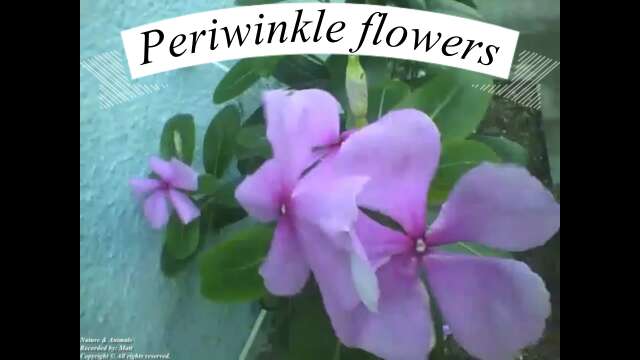 Periwinkle flowers, so pretty! [Nature & Animals]