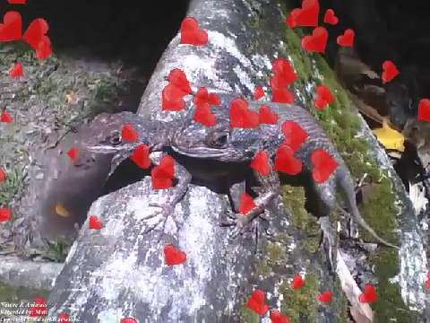 Gecko is spotted on top of the female, love is in the air [Nature & Animals]