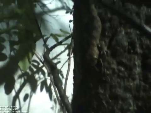 Gecko stands on tree trunk at night [Nature & Animals]