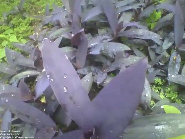 A small garden with several purple heart plants with raindrops [Nature & Animals]