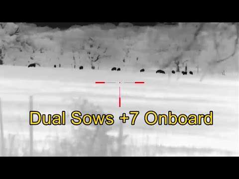Dual Pregnant Sows & Bullet Recovery