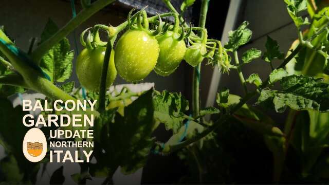Balcony Garden in Northern Italy Update