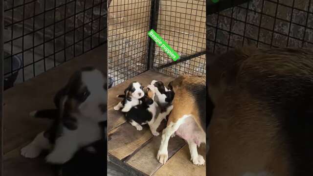 socute Beagle puppies 😘😘😘 #viral #dog #beagle #beagles #doggies awesome #puppies #baby #youtube  🐕🐕🐕