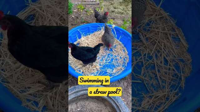 Chicks in a Pool of Straw