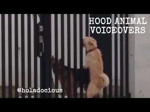 Hood Animal Voiceovers 2023 😂 #22