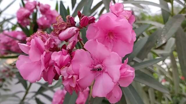 Oleander the deadly bush; a lesson in why some species are not suitable for  bonsai